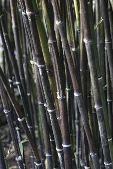 Black Bamboo Live Plant (Phyllostachys Nigra) - #1 Size for Privacy Screening, Landscaping & Asian Garden Decor - Fast Growing Evergreen Hedge for Outdoor Planting