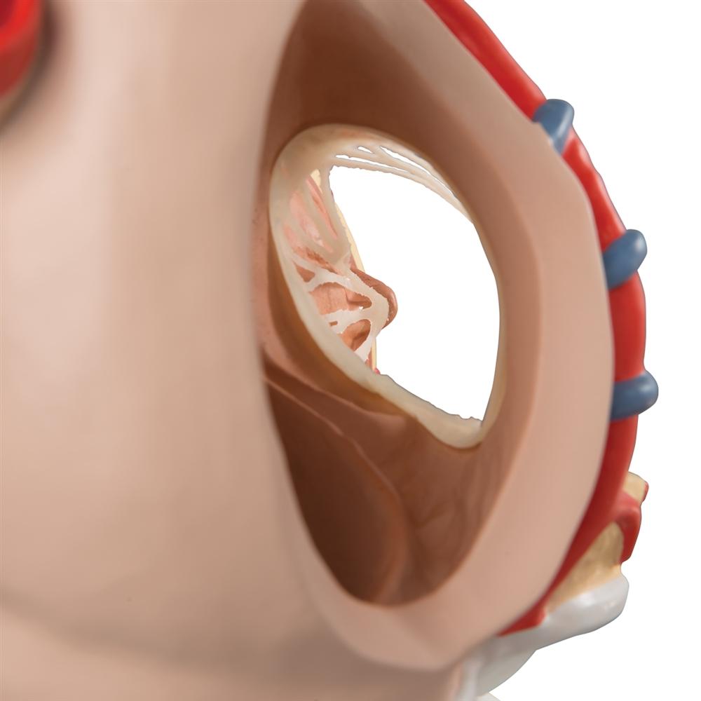 Giant 3X Life Size Human Heart Model with Diaphragm - 10-Part Anatomy Educational Tool for Medical Students & Classroom Demonstrations