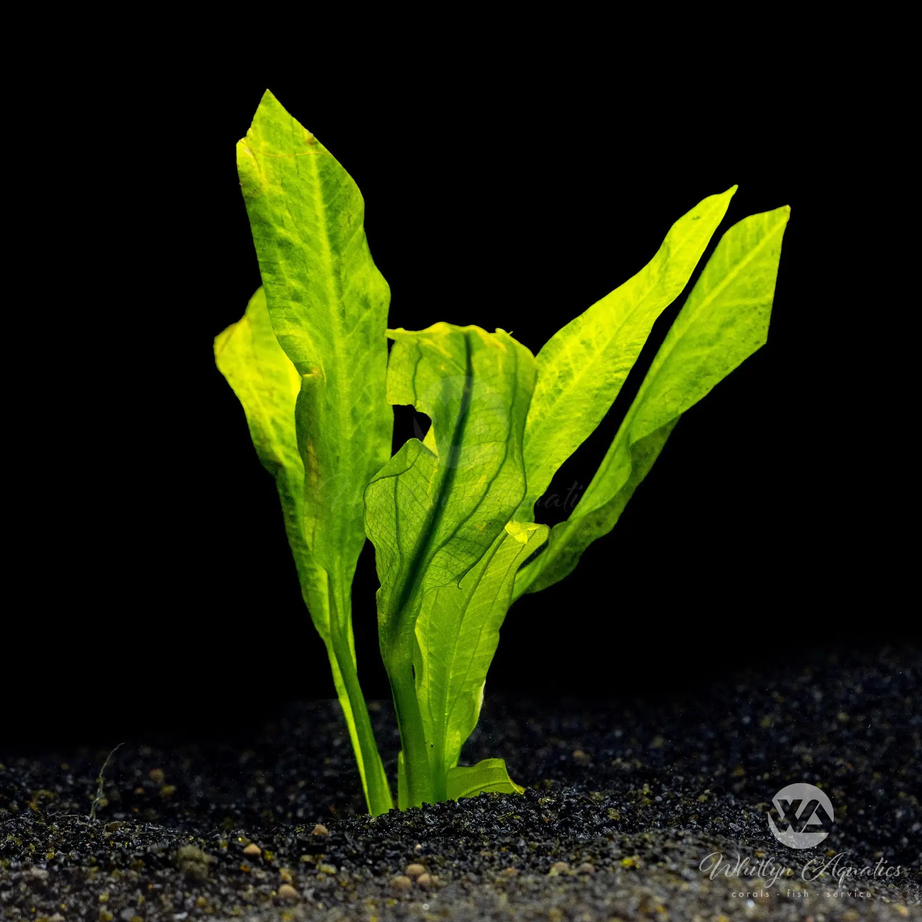 Ruffle Sword Plant (Echinodorus Major/Martii) - Live Aquatic Plant for Freshwater Aquariums | Perfect for Fish Tanks, Aquascaping & Water Gardens