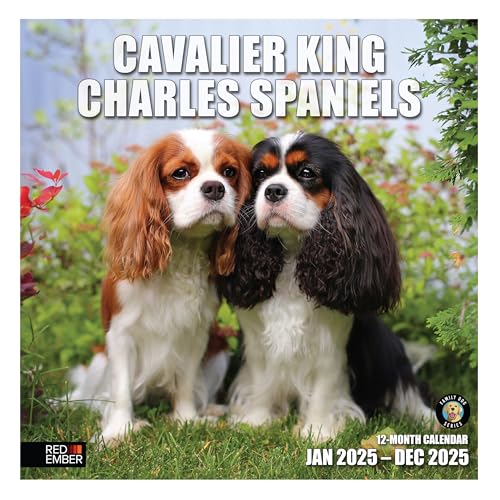 07 - Cavalier King Charles Spaniels