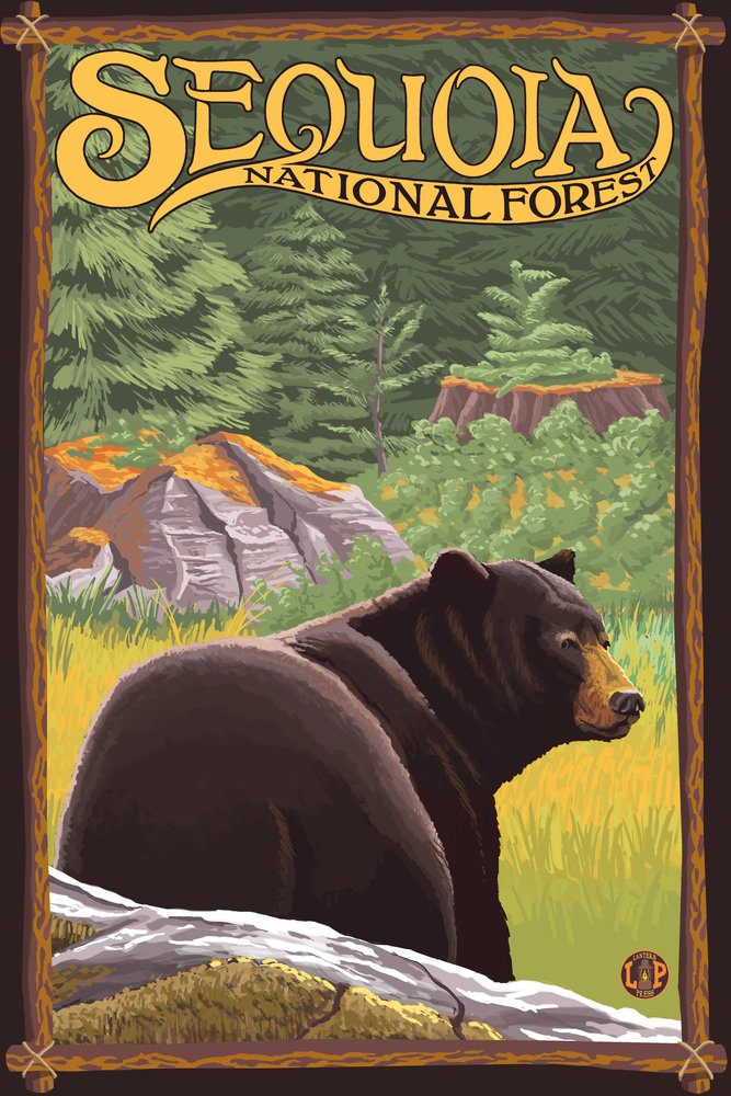 Bear in Forest Sequoia National Park CA - 12x18 Wall Art Poster for Home Decor, Living Room, Bedroom & Office - Nature Wildlife Photography Print