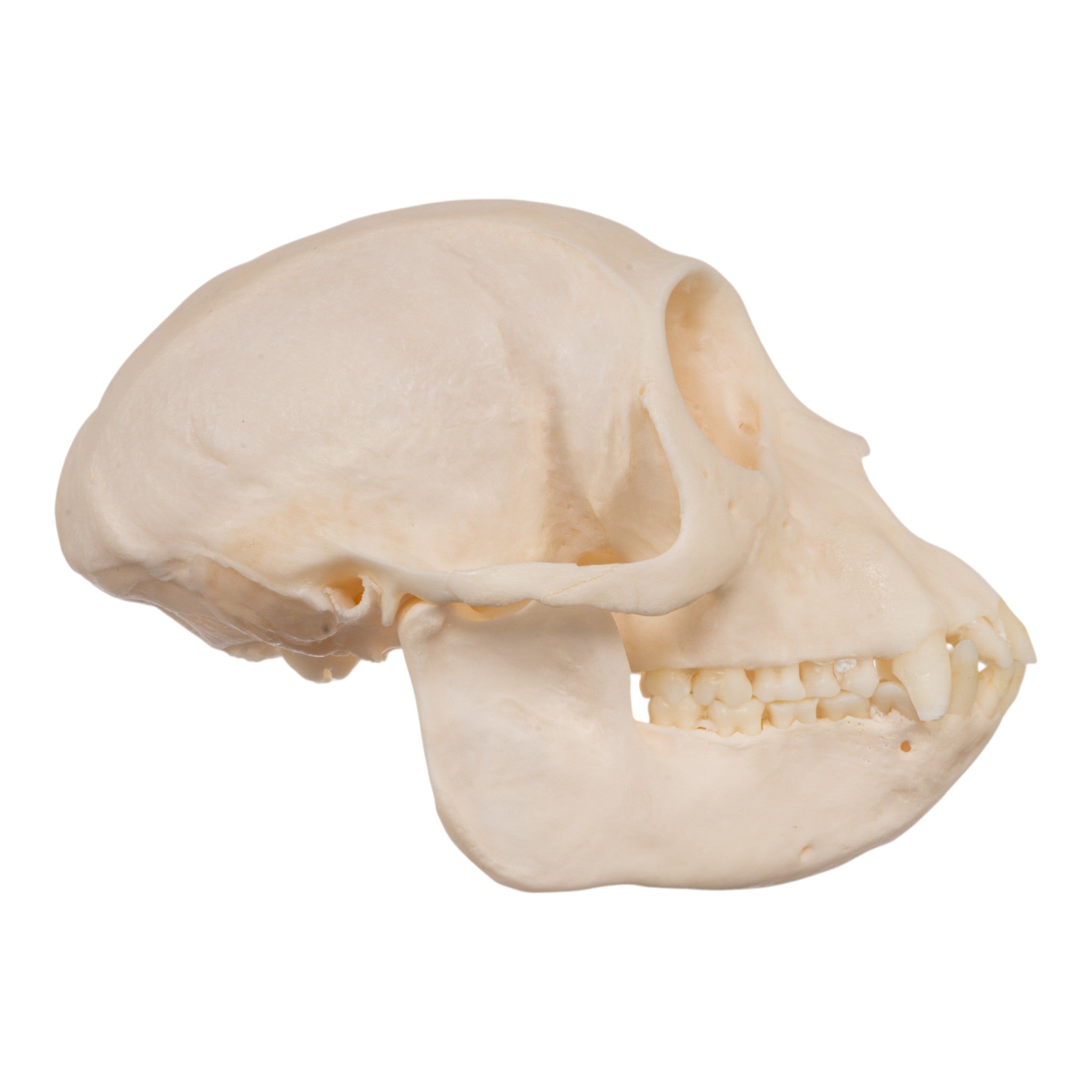 Authentic Female Crested Mona Monkey Skull - Rare Collectible for Home Decor, Taxidermy, and Educational Displays