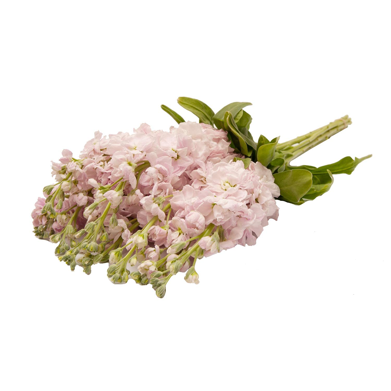 140 Stems Pink Baby's Breath Flowers - Bulk Wholesale Fresh Floral Stock for Wedding Bouquets, Centerpieces, and Home Decor