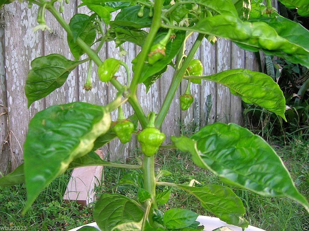 Heirloom Trinidad Perfume Pepper Seeds (100 Count) - Open Pollinated, Aromatic & Flavorful for Cooking, Sauces & Home Gardening