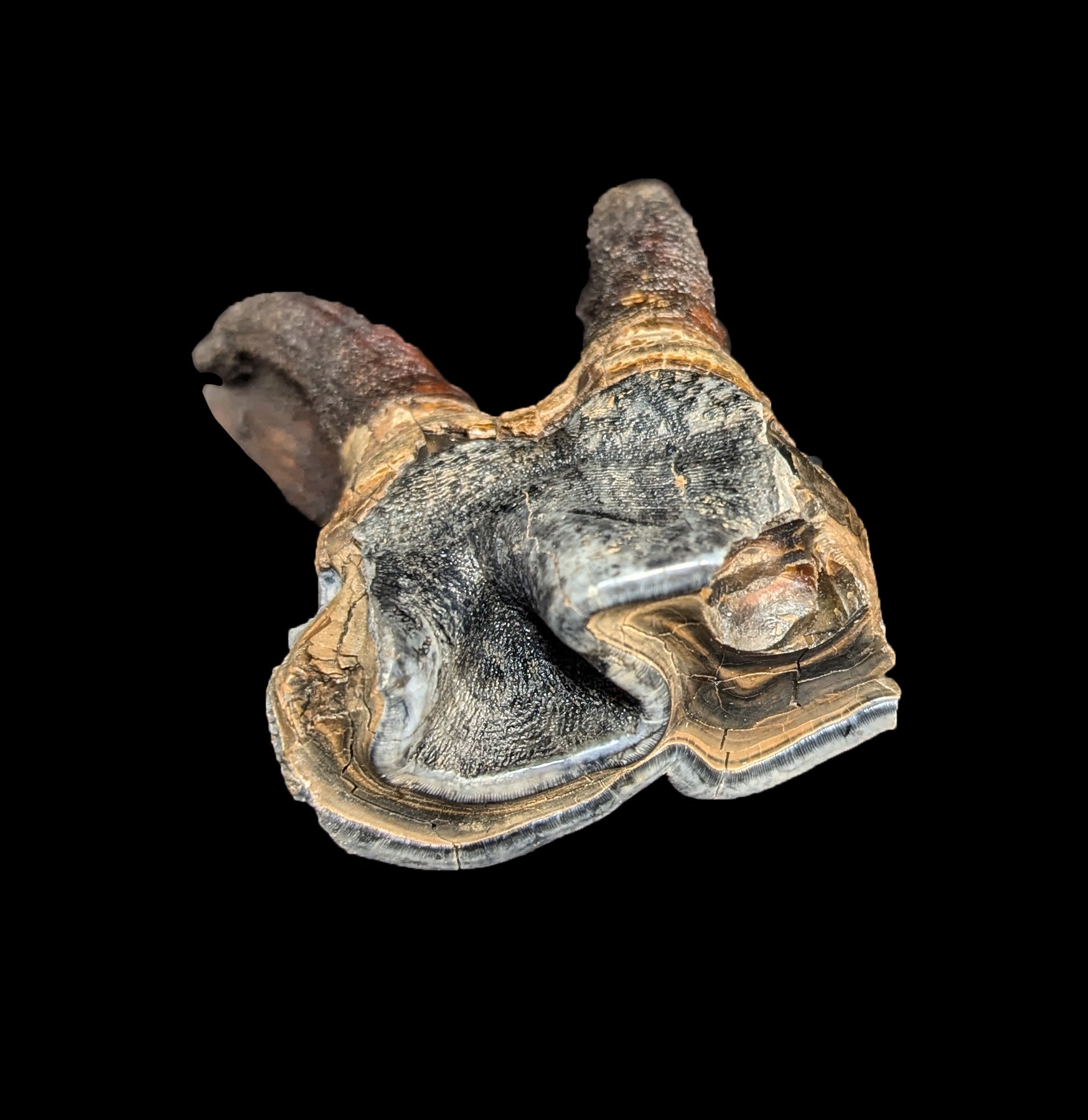 Authentic Fossilized Woolly Rhino Tooth Specimen - Rare Ice Age Collectible for Paleontology Enthusiasts - Perfect for Museum Displays, Educational Collections, and Fossil Hunting Decor