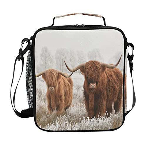 Scottish Highland Cow