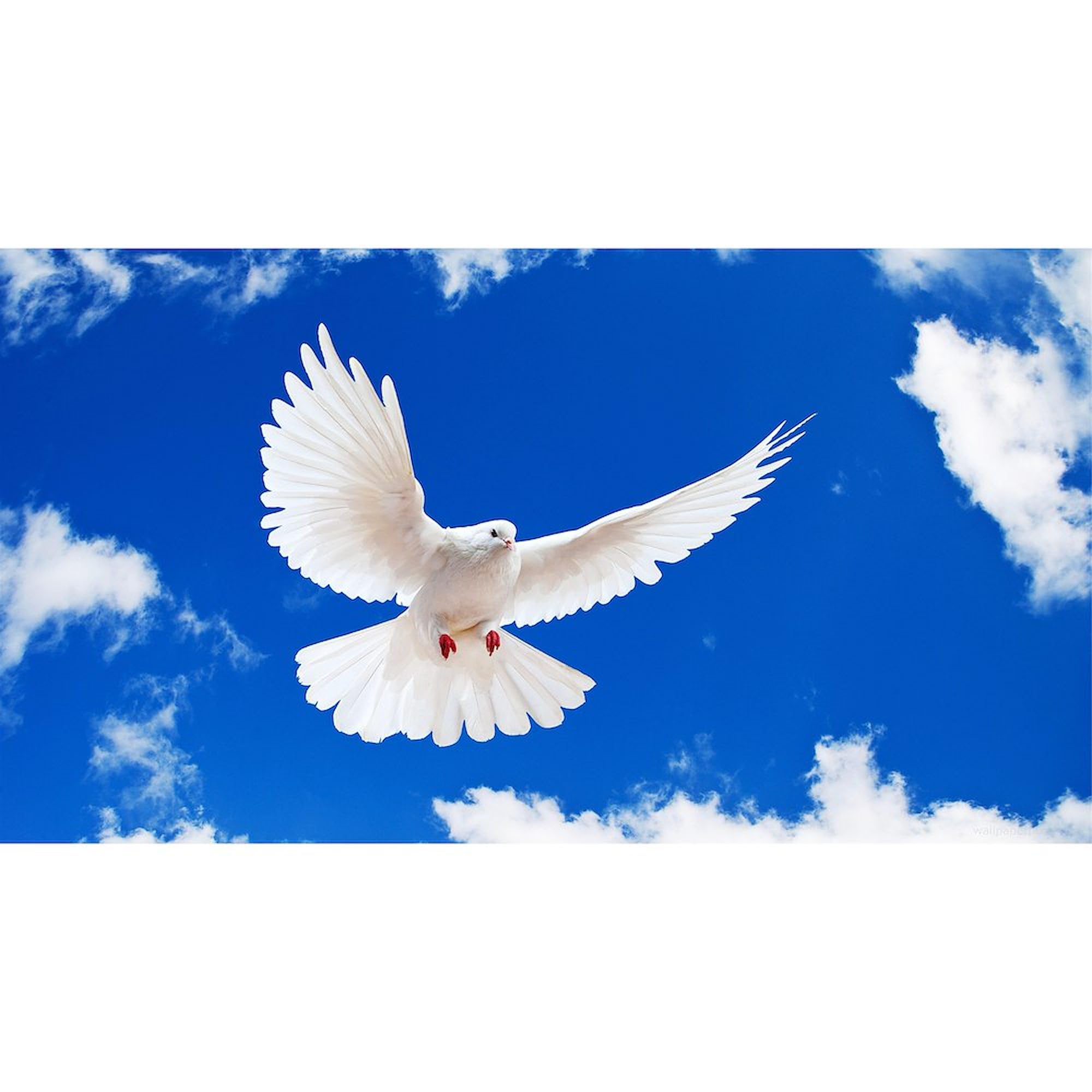 Purity Dove Oval Car Bumper Sticker - Decorate Your Vehicle
