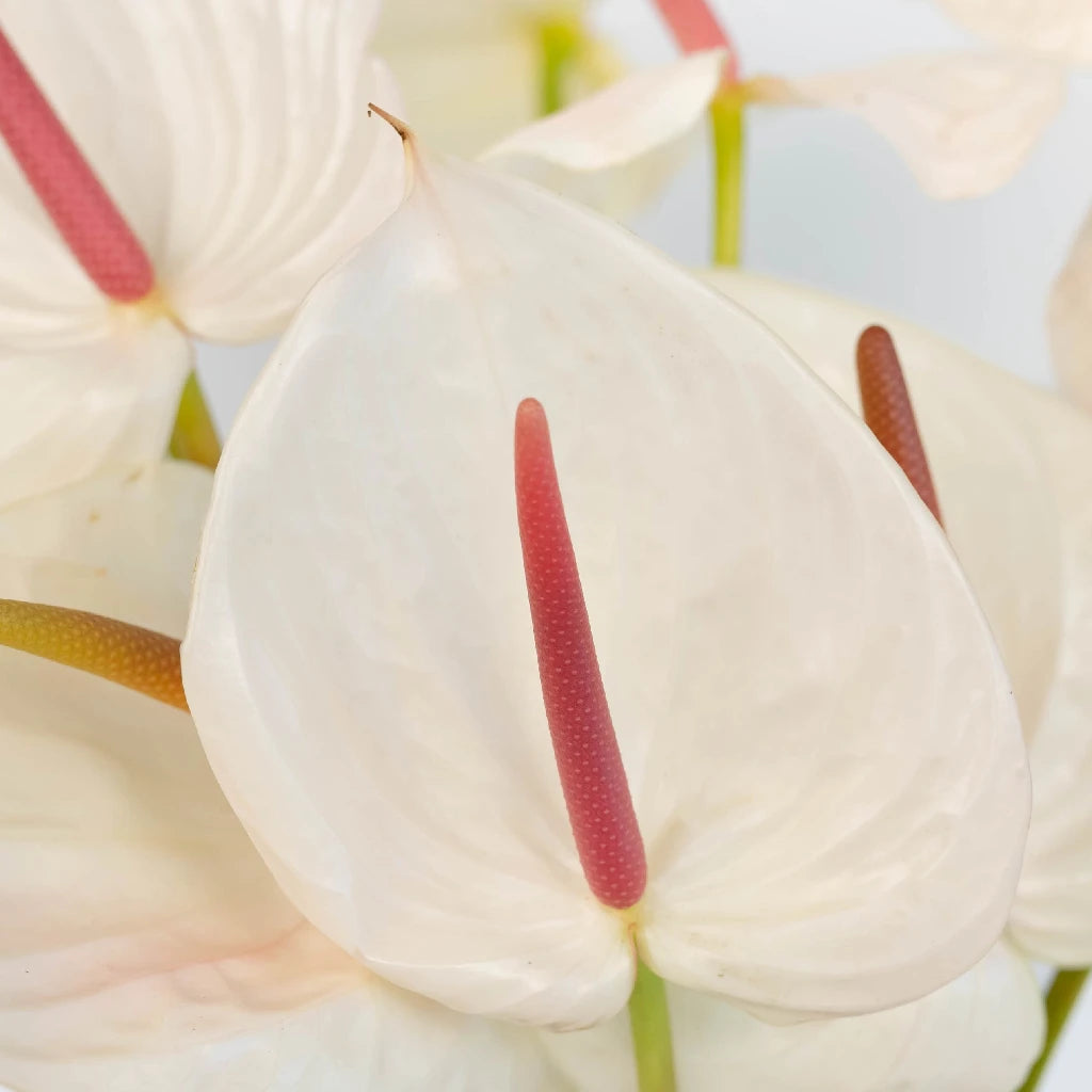 Anthurium Seashell White Tropical Flower - Exotic Live Houseplant for Home & Office Decor - Perfect for Indoor Gardens, Wedding Centerpieces, and Gift Ideas
