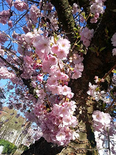 20x30 Inch Pink Cherry Blossom Laminated Poster - Vibrant Spring Floral Wall Art for Home Decor - Perfect for Living Room, Bedroom & Office Decoration