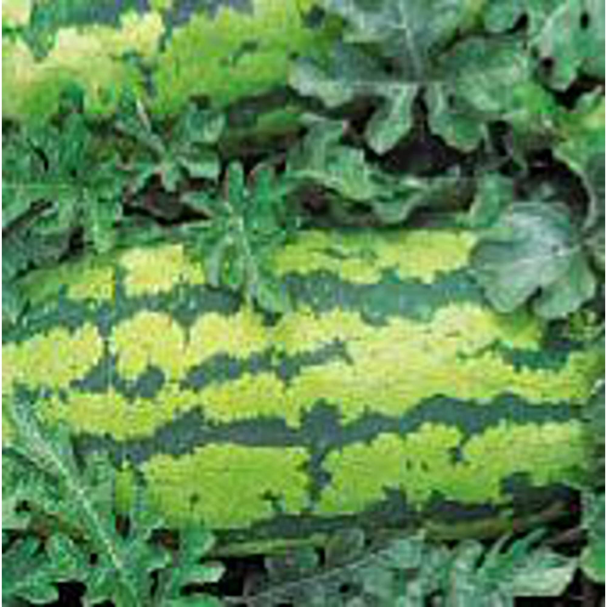 Georgia Rattlesnake Watermelon Seeds (20+ Seeds) | Non-GMO Heirloom Variety | Vegetable & Fruit Seeds for Planting | Home Garden, Greenhouse, or Backyard Farming | Perfect for Fresh Eating, Juicing, and Summer Picnics