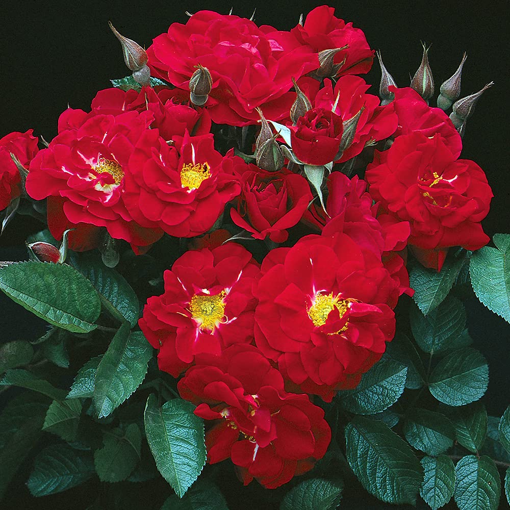 Heirloom Roses Linda Campbell Rugosa Rose - Live Plant for Outdoor Planting | Perfect for Gardens, Landscaping & Rose Enthusiasts