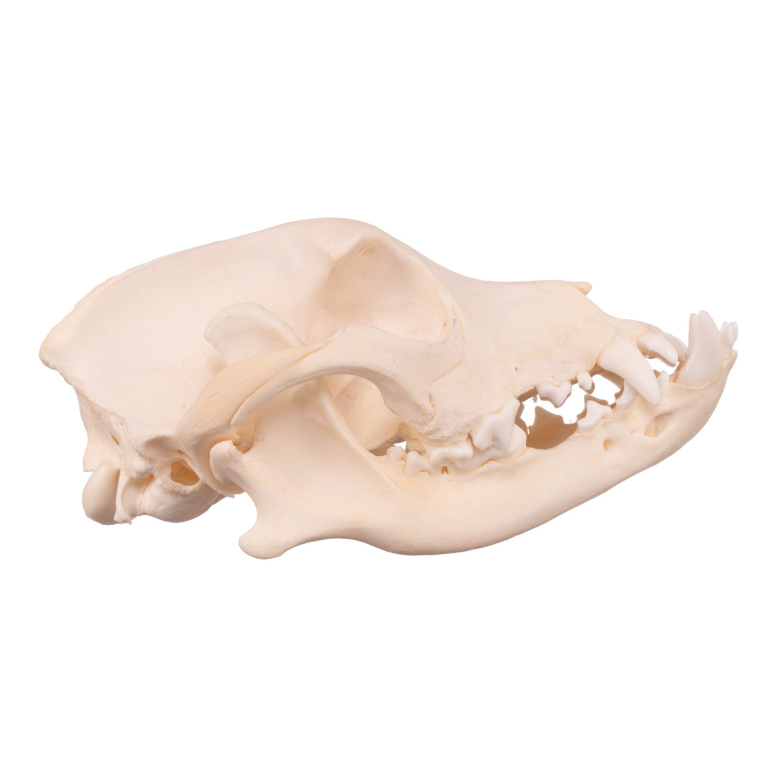 Authentic Boxer Dog Skull - Real Domestic Canine Specimen for Veterinary Study, Taxidermy & Halloween Decor