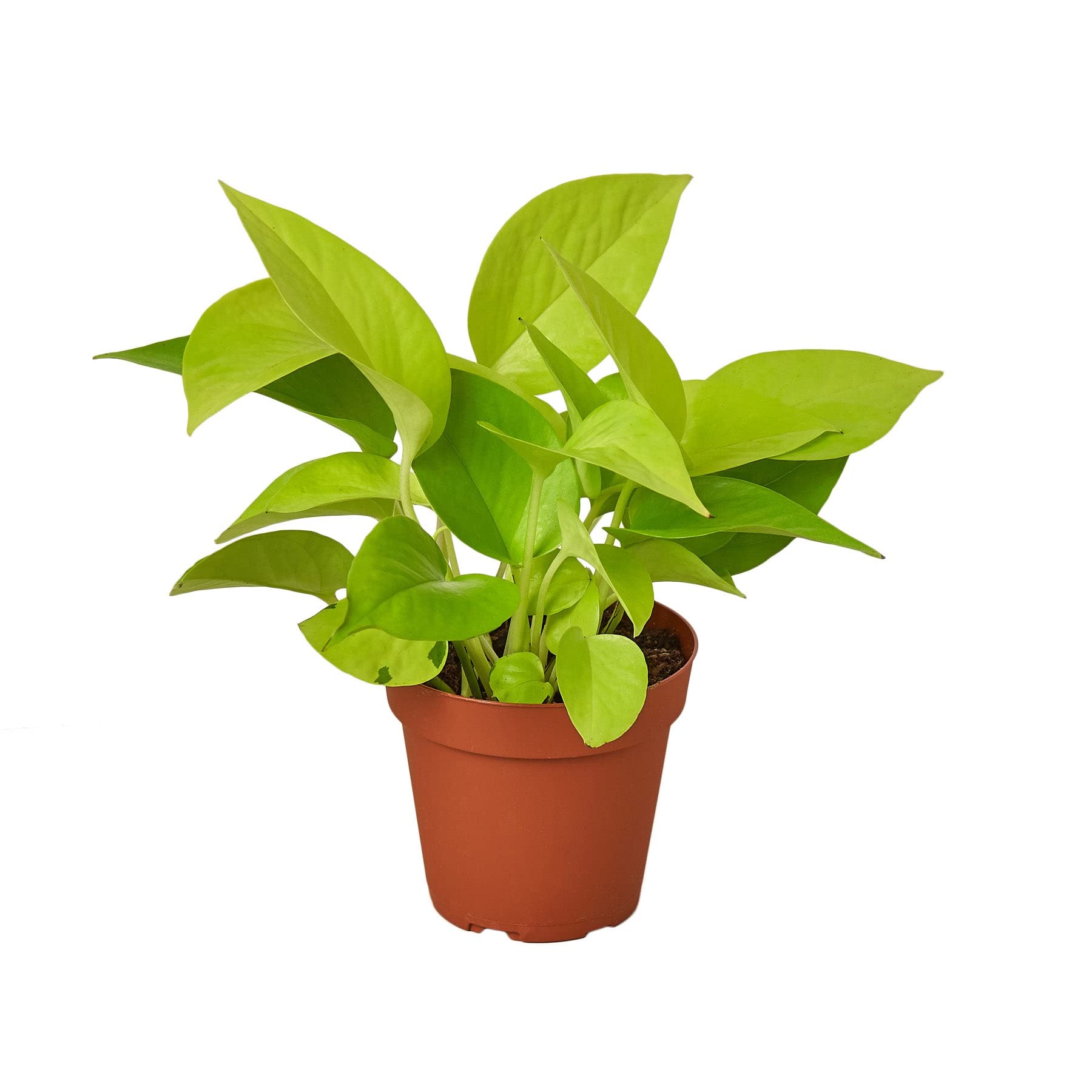 Neon Pothos Live Plant in 6-Inch Fiber Pot - USA Grown Houseplant | Tropical Indoor Plant | Rare Hanging Vine for Home & Office Decor | Perfect for Shelves, Desks, and Bathrooms