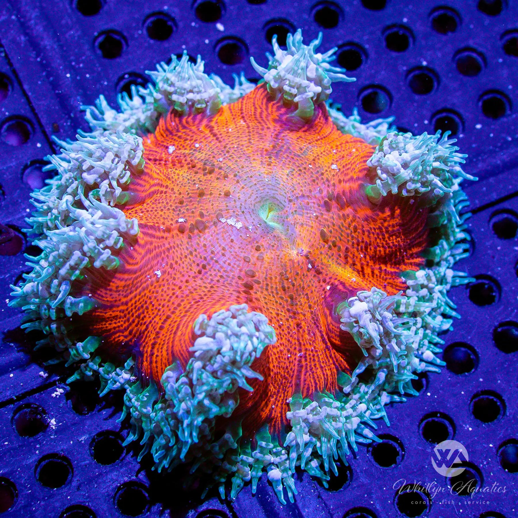 C30 Rock Flower Anemone Coral - Premium WYSIWYG Live Saltwater Aquarium Coral for Reef Tanks, Nano Tanks & Marine Aquascaping