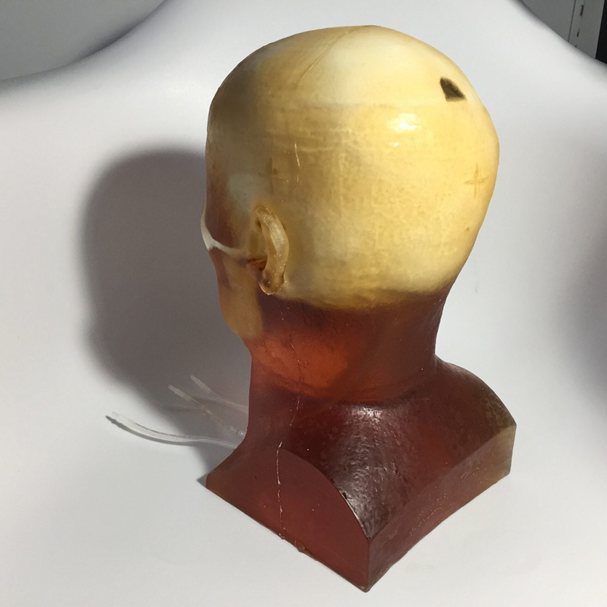 High-Quality Dynamic Adult Head Phantom for Ultrasound, MRI & CT Scans - Perfect for Medical Training & Diagnostic Equipment Testing