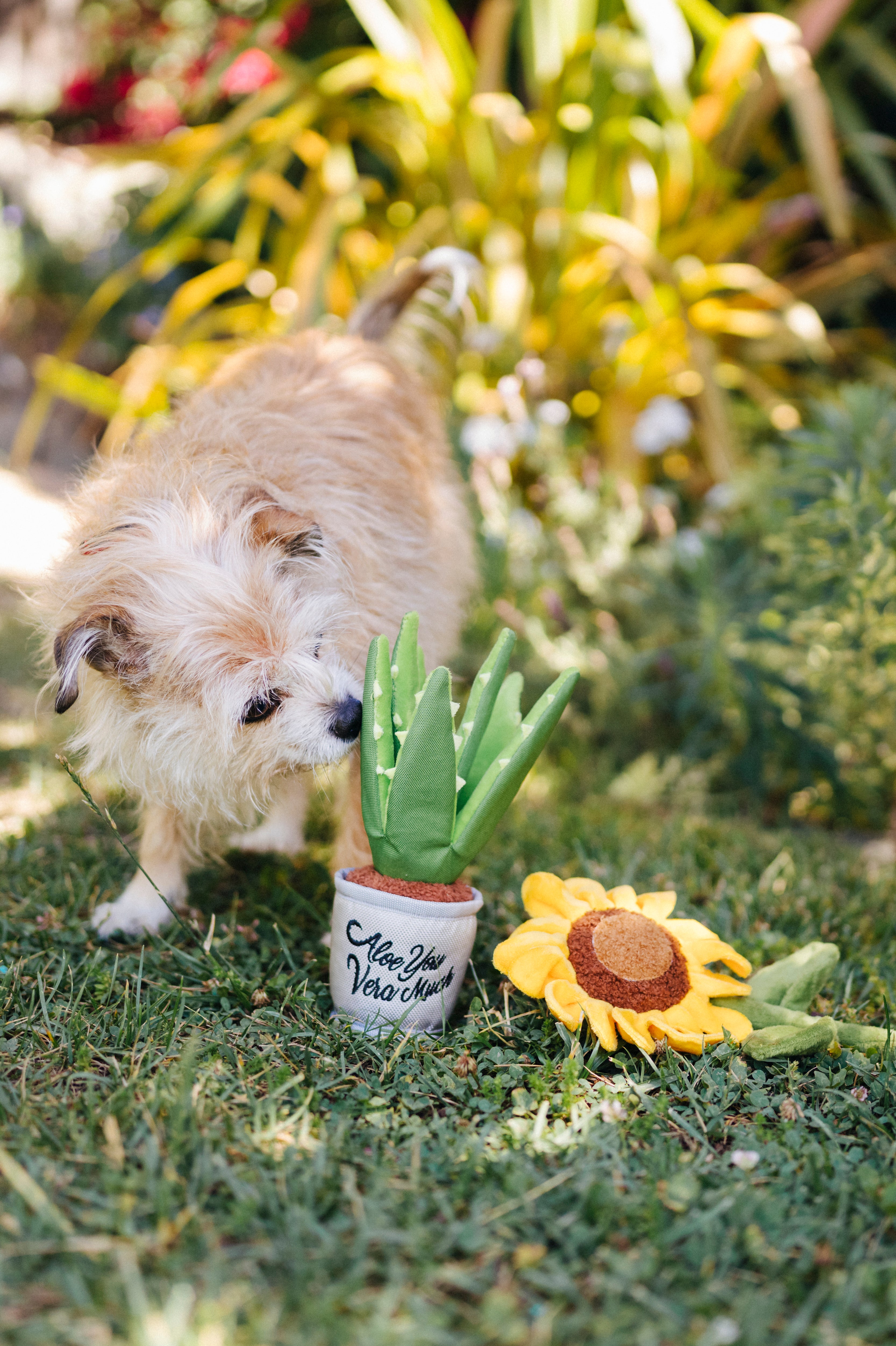 La Planta Aloe ve You Dog Plush Toy - Blooming Buddies™ Chew-Resistant Squeaky Stuffed Animal for Puppies & Dogs | Pet P.L.A.Y. | Perfect for Indoor Play, Training Rewards & Anxiety Relief