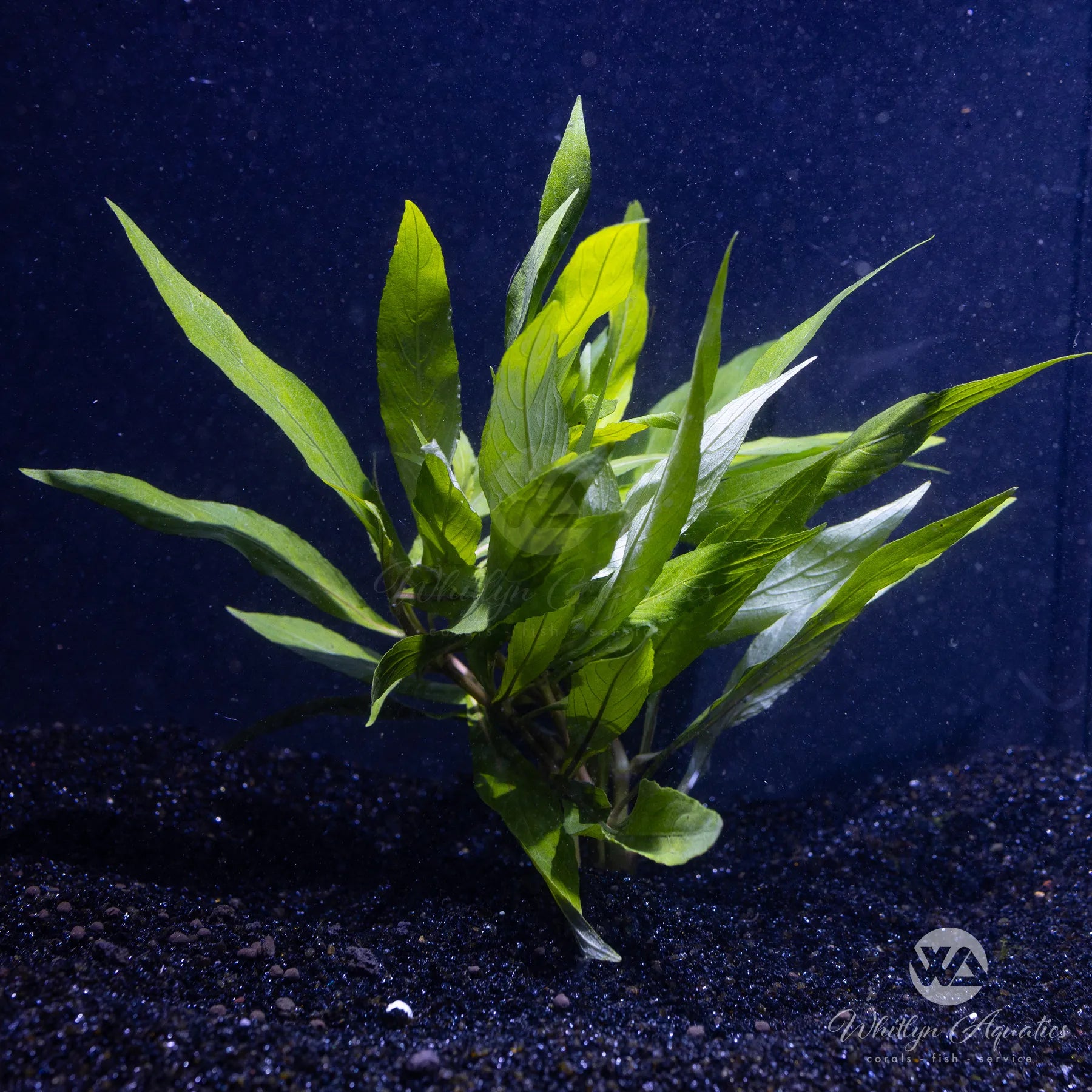 Hygrophila Salicifolia Aquatic Plant for Freshwater Aquariums - Perfect for Fish Tanks, Aquascaping & Water Gardens