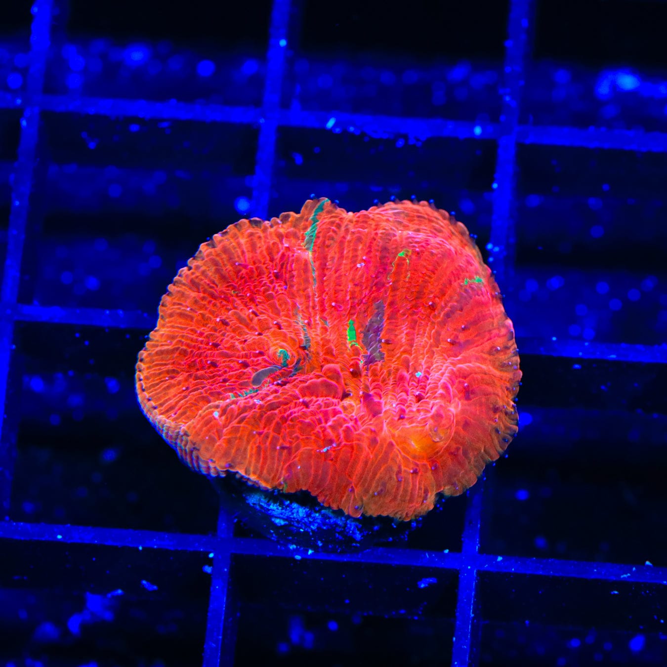 Diablo Diaseris Plate Coral for Saltwater Aquariums – Vibrant Coral for Reef Tanks & Marine Displays