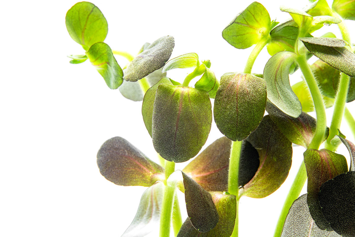 Bacopa Salzmannii Purple Aquatic Plant for Aquariums & Fish Tanks – Live Freshwater Plant for Aquatic Gardens, Ponds, and Terrariums