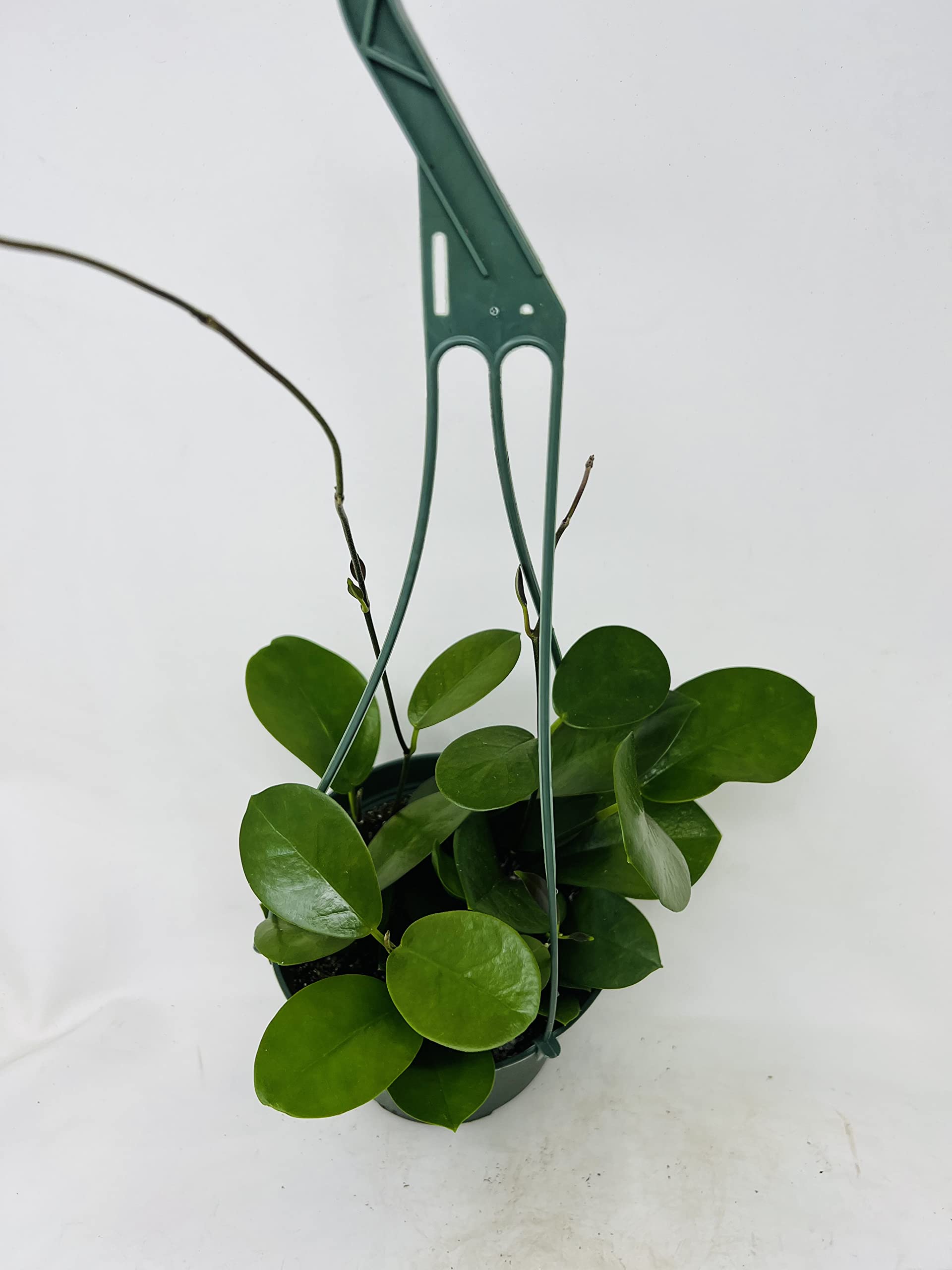 Hoya Australis 6 Inch Hanging Pot - Live Indoor House Plant from JMBamboo | Perfect for Home Decor, Office Spaces & Gift Giving