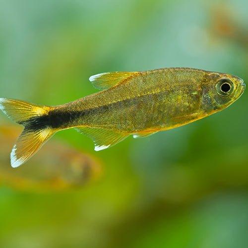 Silvertip Tetra (Hasemania nana) - Live Tropical Fish for Aquarium | Perfect for Community Tanks & Beginner Fish Keepers