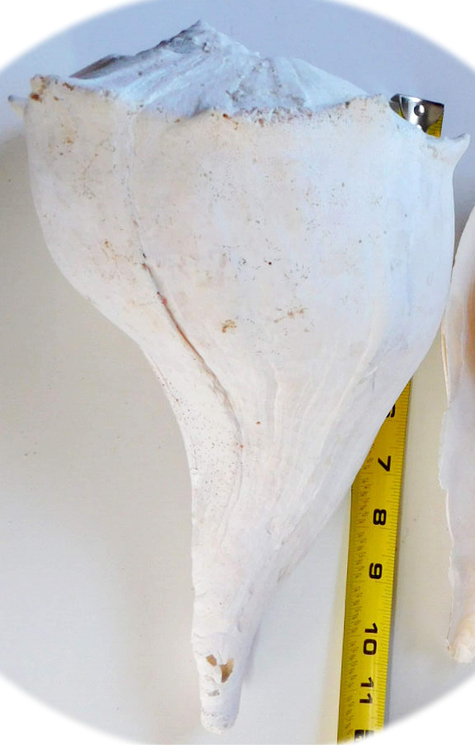 10 Inch Left Handed Natural Welk Whelk Seashell - Pack of 1 for Beach Themed Yard Decor, DIY Crafts, and Coastal Home Display | NO-1542LS by InnaBest | Perfect for Beach Weddings, Shell Collections, and Ocean-Inspired Decorations