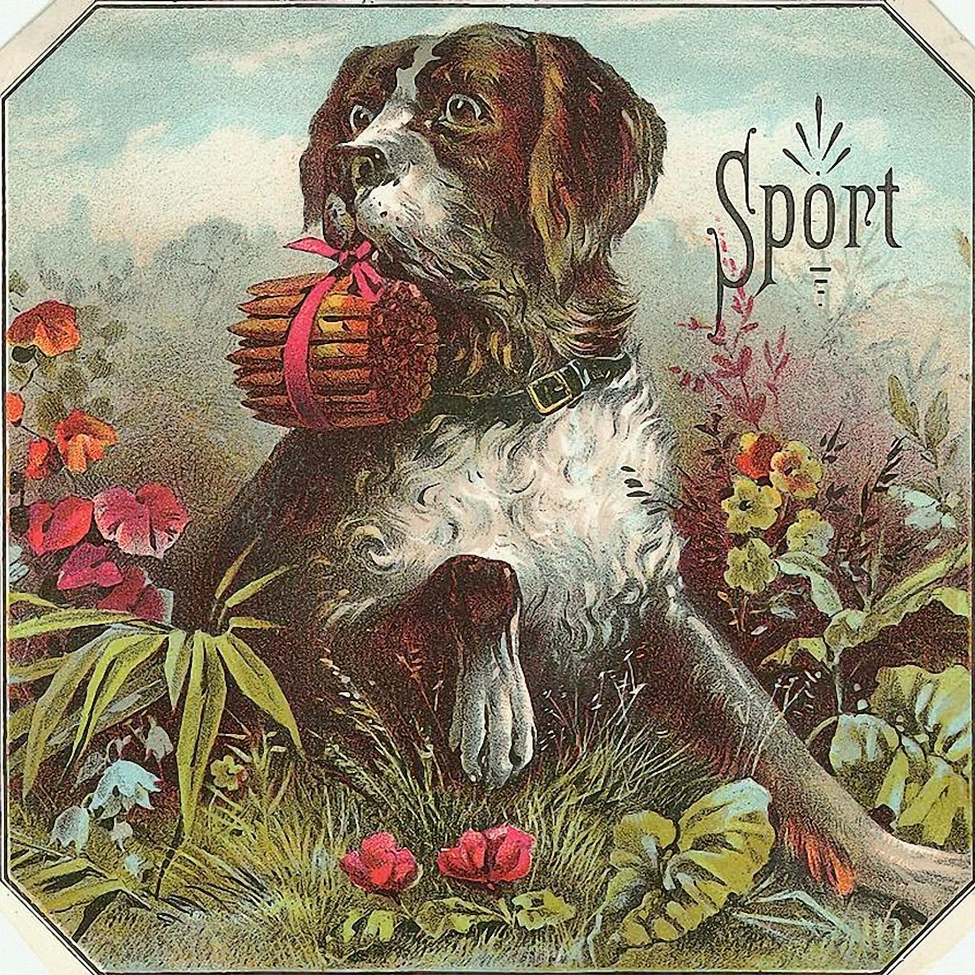 Sport Dog with Cigars Square Sticker - 3x3 Inch Bumper Decal for Cars, Laptops & Water Bottles - Funny Car Accessories & Unique Gift Ideas