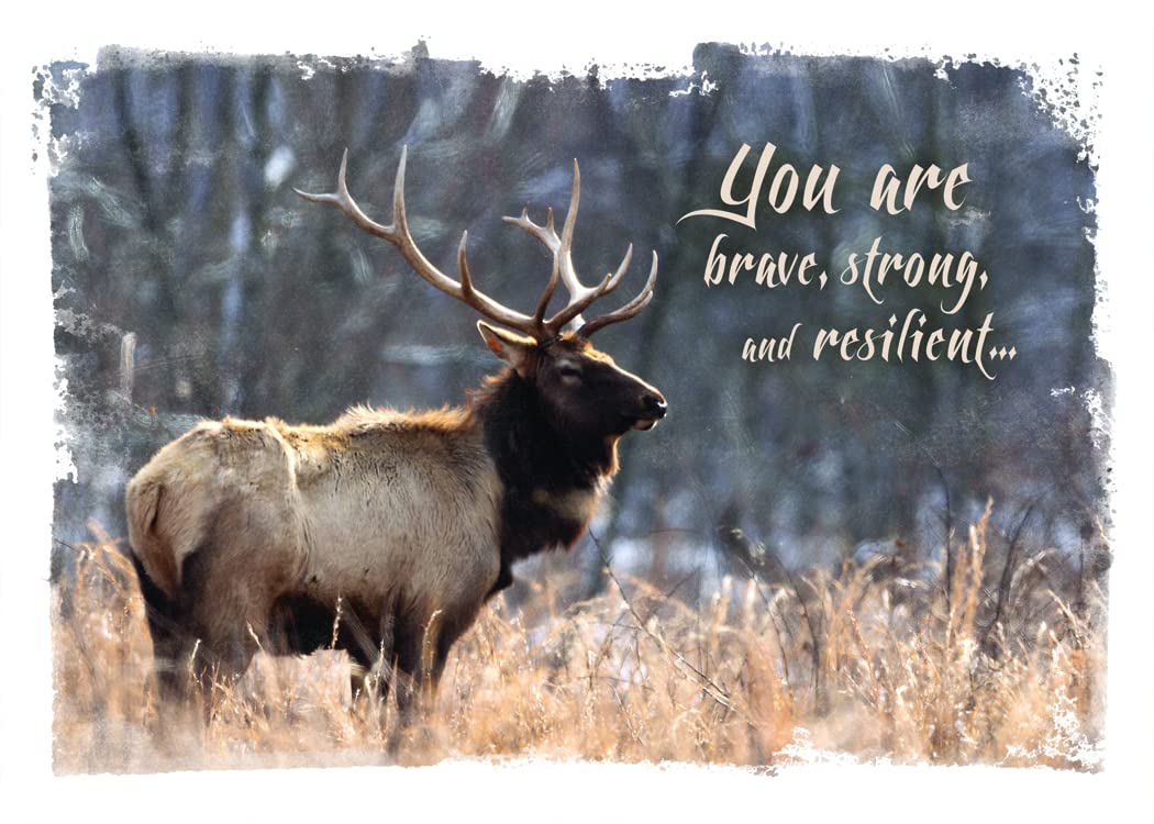 Wild & Free Christian Greeting Cards Box - 12 Bible Verse Cards for All Occasions