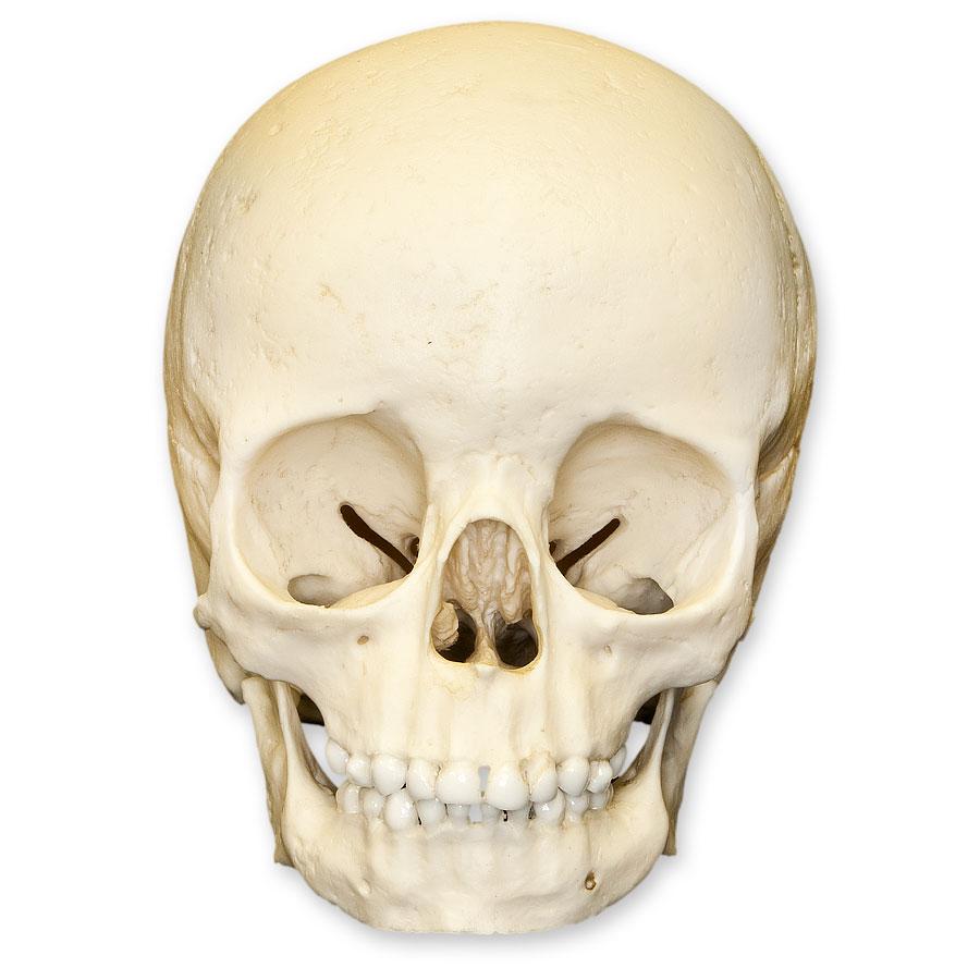 Authentic Replica 5-Year-Old Human Child Skull - Anatomical Model for Medical Study, Halloween Decor & Educational Display