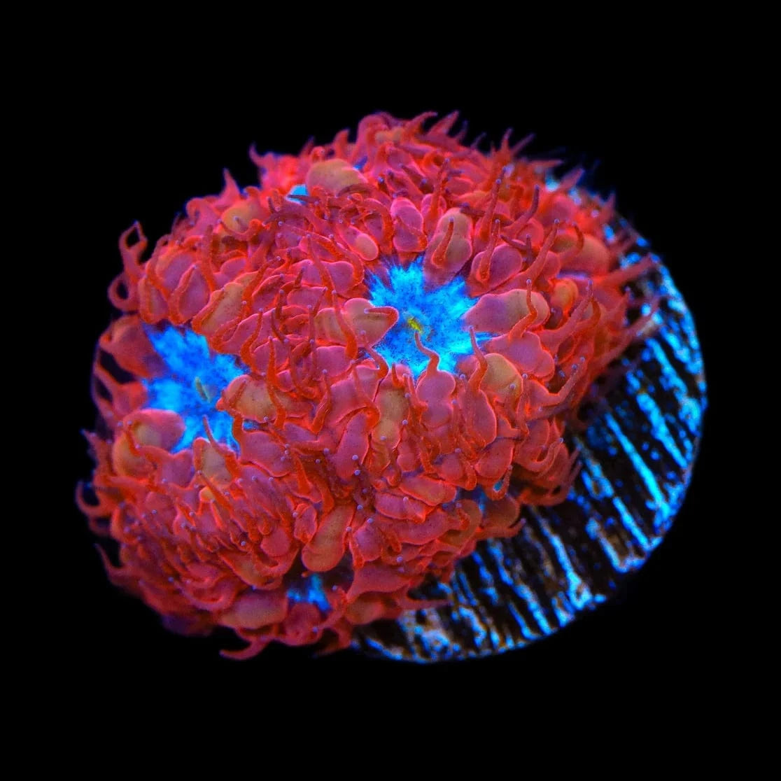 Premium Blue Raven Merletti Blastomussa Coral for Saltwater Aquariums – Vibrant Living Coral for Reef Tanks & Marine Displays