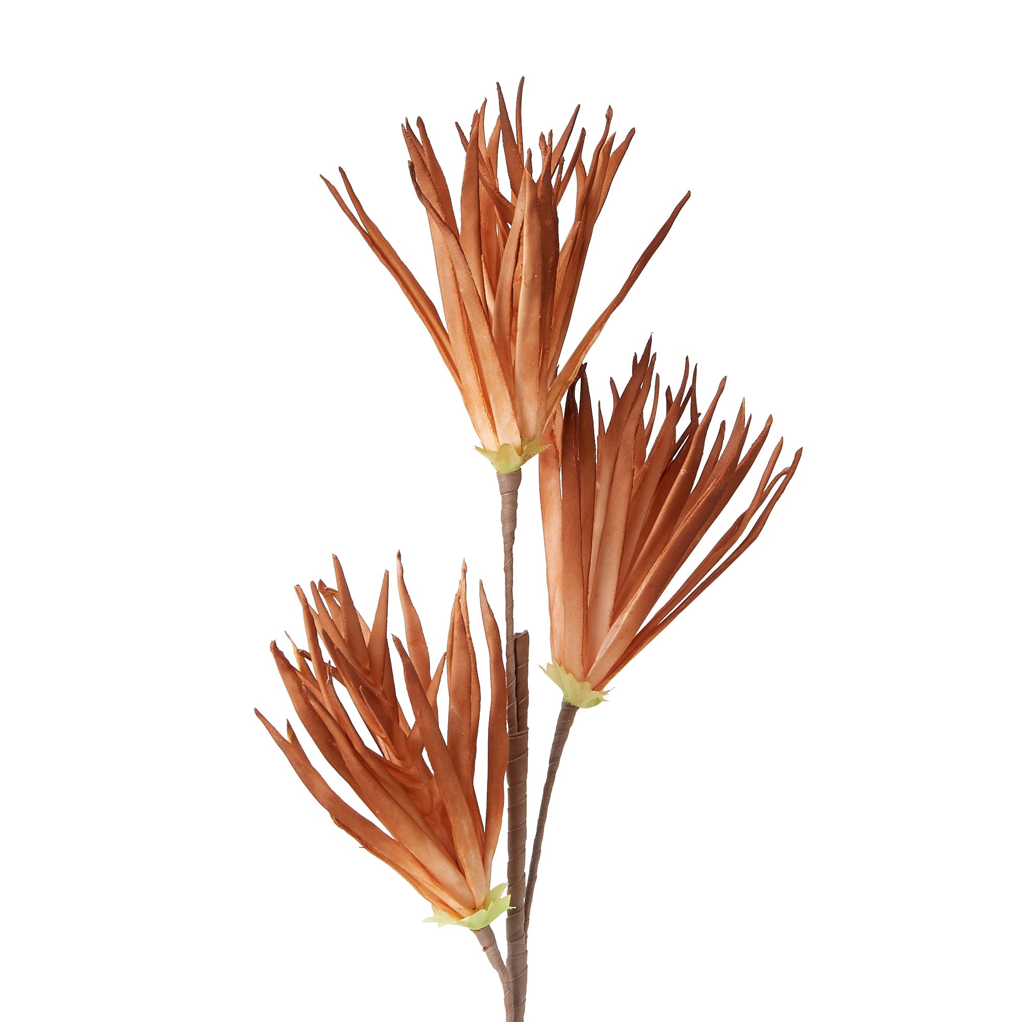 Dracaena Marginata Red - Dragon Tree Plant for Home & Office Decor - Perfect for Living Room, Bedroom, and Indoor Spaces