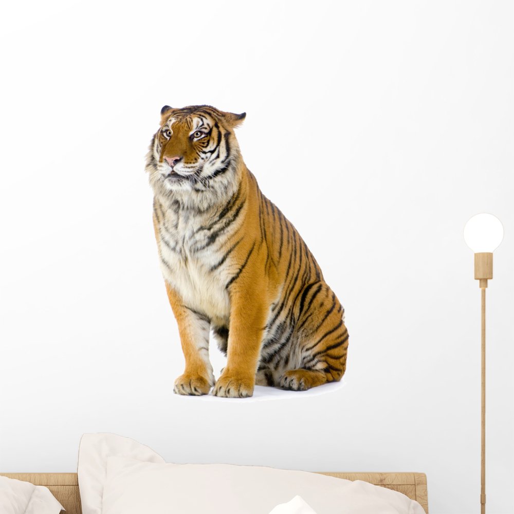 Wallmonkeys Sitting Tiger Peel and Stick Wall Decal - 18 x 18 Inches - Removable Tiger Wall Art for Home, Office & Nursery Decor - Easy to Apply & Reposition