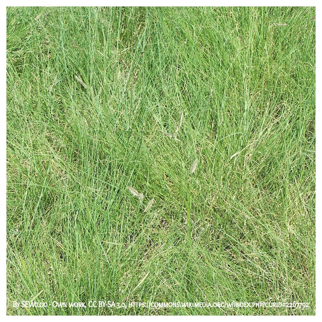 Everwilde Farms - 1000 Blue Grama Native Grass Seeds (Bouteloua gracilis) - Drought-Tolerant, Low-Maintenance - Gold Vault Jumbo Seed Packet for Landscaping, Erosion Control & Wildlife Gardens