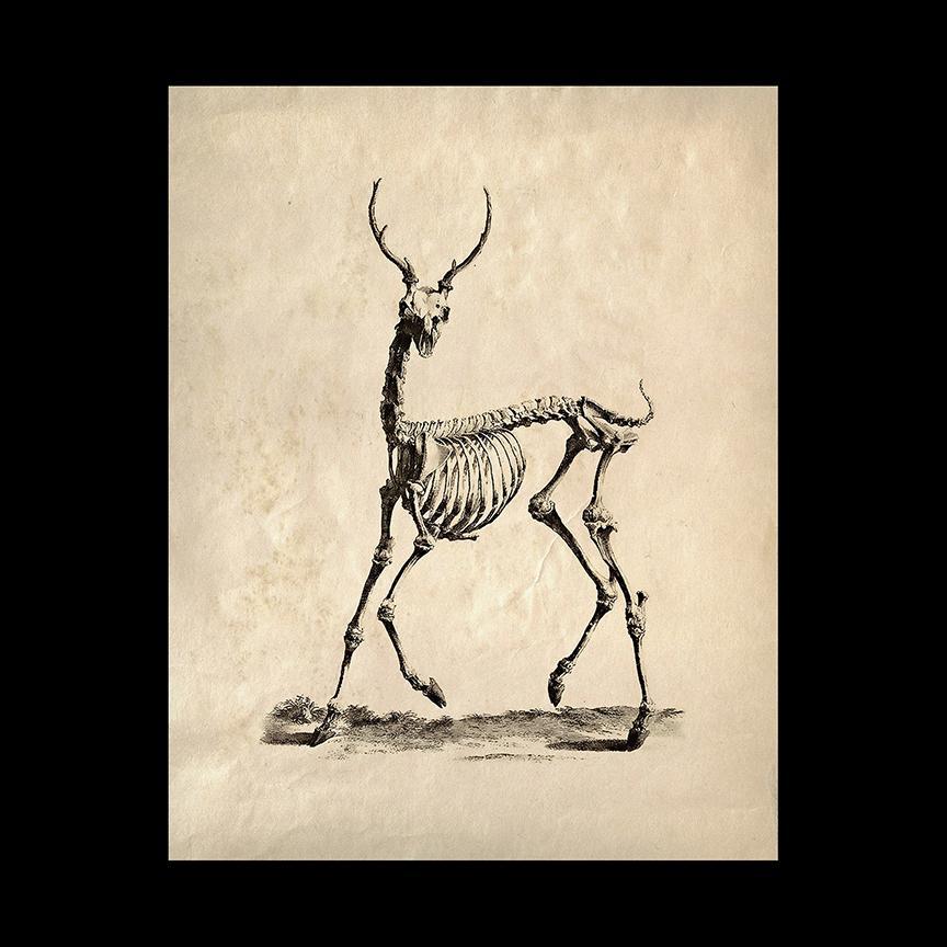Deer Skeleton Greeting Cards - 10 Pack Halloween Themed Blank Note Cards with Envelopes - Perfect for Spooky Party Invitations, Halloween Decorations, and Gothic Gift Giving