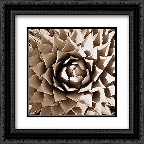 Stefko Bob 15x15 Black Ornate Framed Double Matted Museum Art Print - Desert Plants II Wall Decor for Living Room, Bedroom & Office