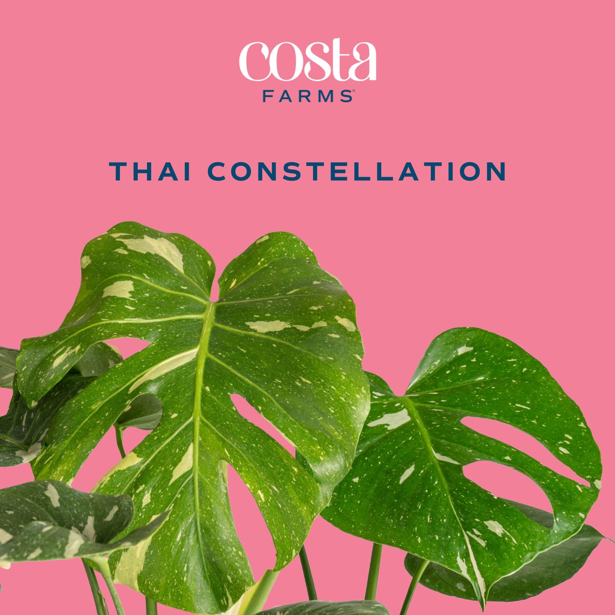 Costa Farms Live Thai Constellation Monstera Plant - 2-3 Feet Tall Indoor Houseplant with Decorative Pot | Trending Tropicals Collection for Home, Office & Room Decor | Perfect for Living Room, Bedroom & Workspace Greenery