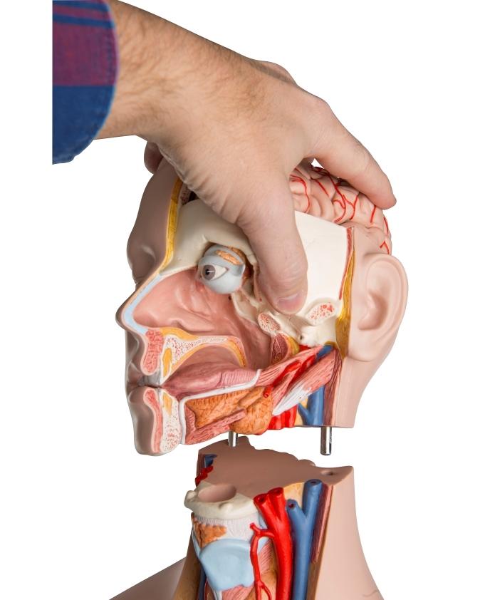 Unisex Anatomical Torso Model with Removable Ribs & Open Back - 21-Part Human Body Anatomy Kit for Medical Students & Science Education