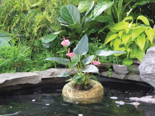 Summit 1139 Clear-Water Barley Straw Planter - Natural Pond Algae Control for Up to 1500 Gallons | Perfect for Garden Ponds, Water Features & Small Lakes