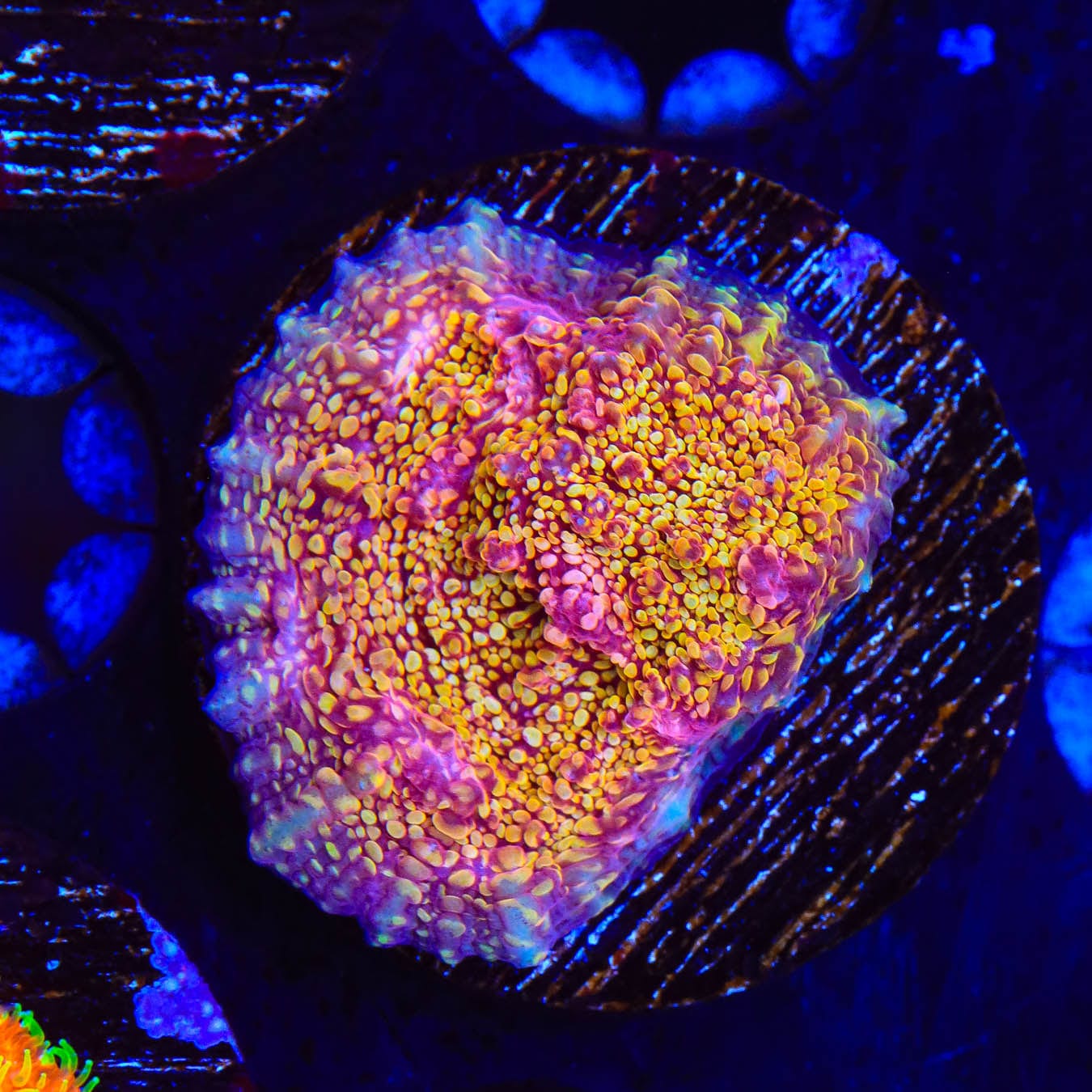 CB El Diablo Chalice Coral - Premium Live Coral for Saltwater Aquariums | Perfect for Reef Tanks & Marine Displays