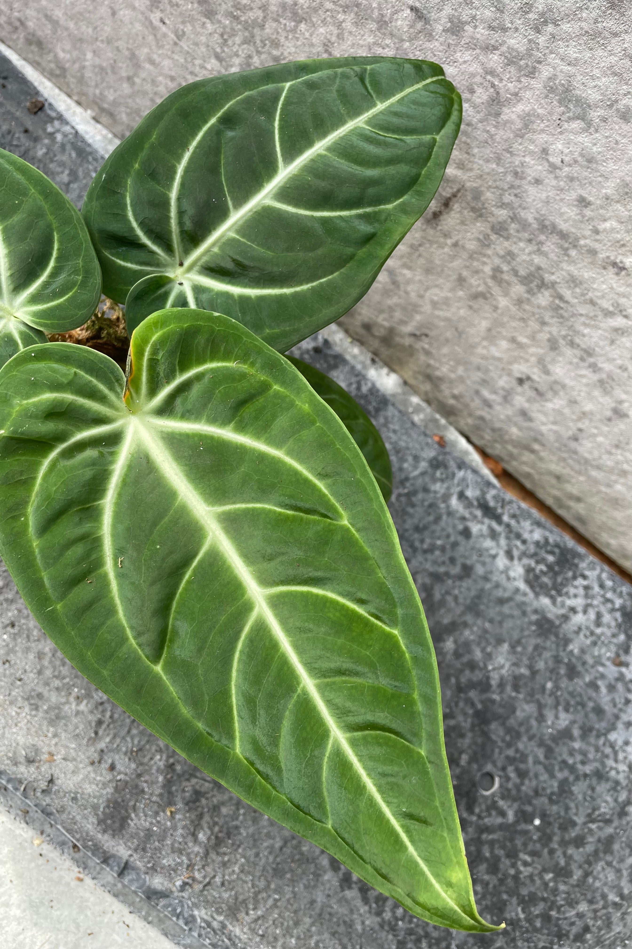 Anthurium Villenaorum 4.5 Inch - Rare Tropical Houseplant for Home & Office Decor - Perfect for Indoor Gardens, Gift Giving & Plant Enthusiasts