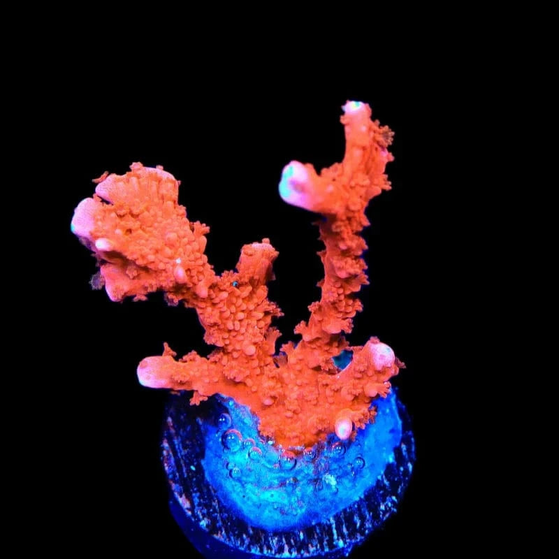 ACI Manila Spy Montipora Coral - Premium Saltwater Aquarium Coral for Reef Tanks | Perfect for Marine Aquascaping & Coral Propagation