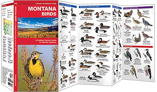 Montana Birds Pocket Guide - Folding Field Guide to Common North American Bird Species for Birdwatching & Nature Observation | Perfect for Hiking, Camping & Outdoor Adventures