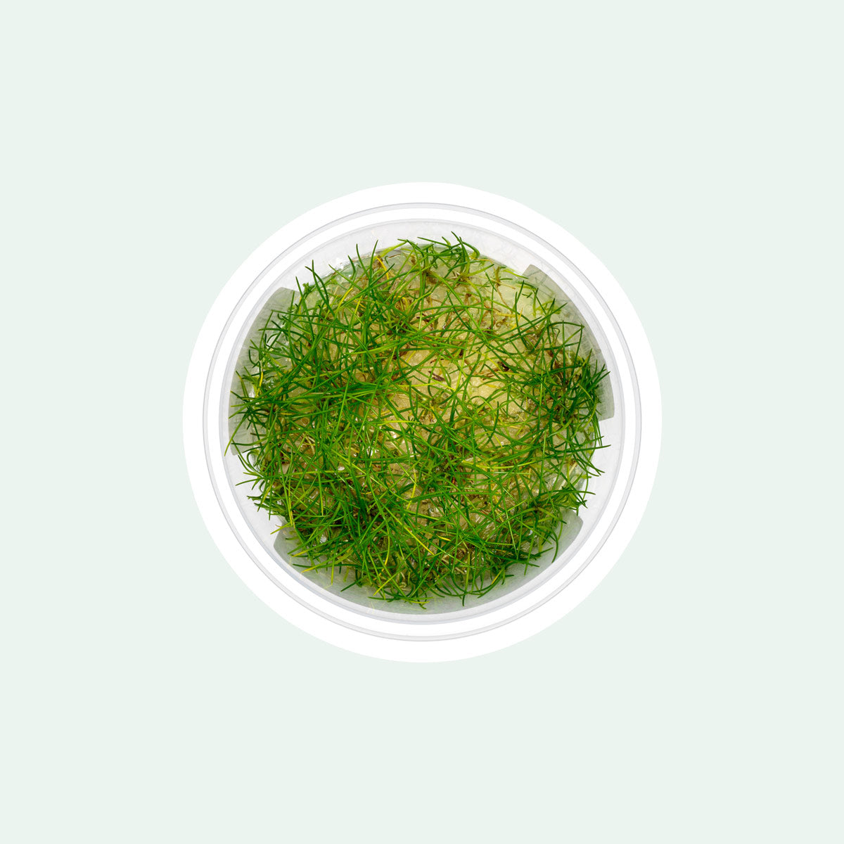 Dwarf Hairgrass (Eleocharis Parvula) - Live Aquarium Carpet Plant for Freshwater Fish Tanks, Aquascaping & Nano Tanks - Perfect for Foreground Planting & Natural Aquarium Decor