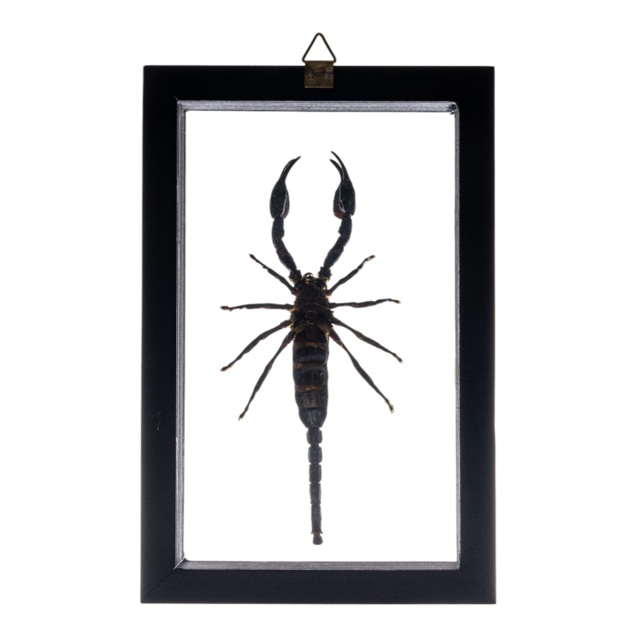 Authentic Large Scorpion Specimen in Double Glass Black Frame - Perfect for Home Decor, Science Display & Unique Gift Ideas