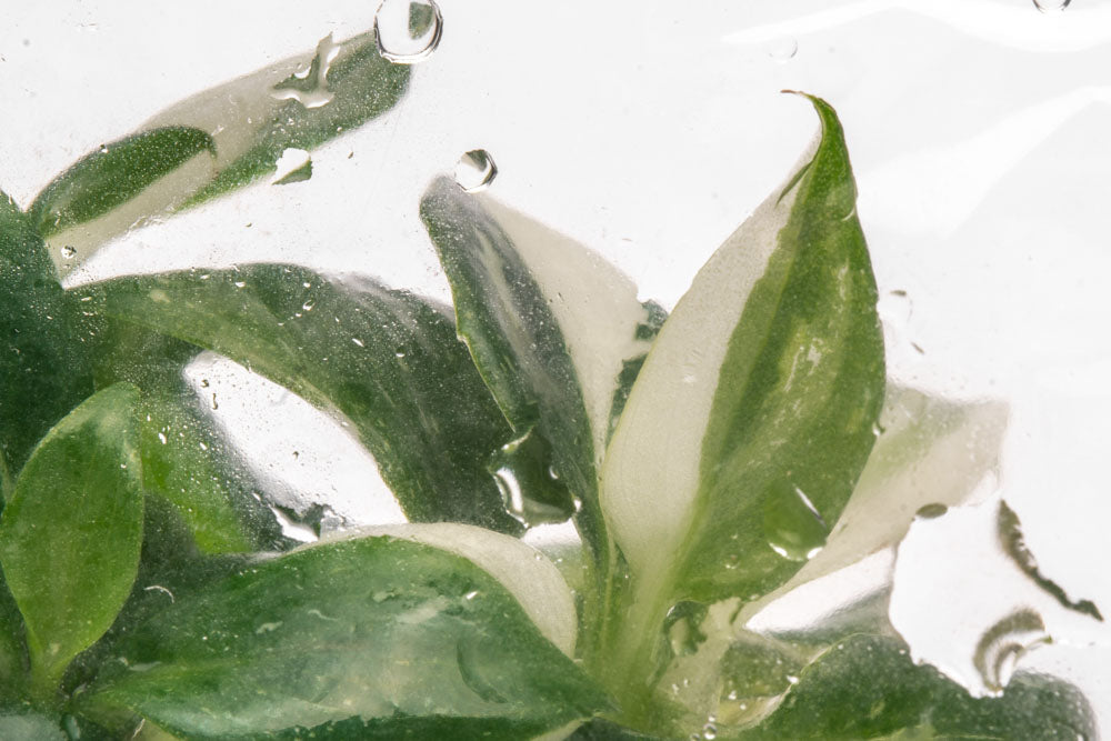 Philodendron White Wizard - Rare Variegated Houseplant for Indoor Decor & Office Plants | Perfect for Home, Living Room, or Gift