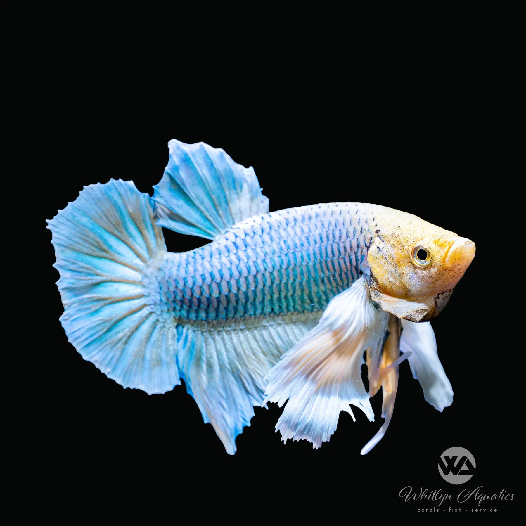 Premium Dumbo Plakat Male Betta Fish - Vibrant Colors & Long Fins for Aquariums, Fish Tanks & Home Decor