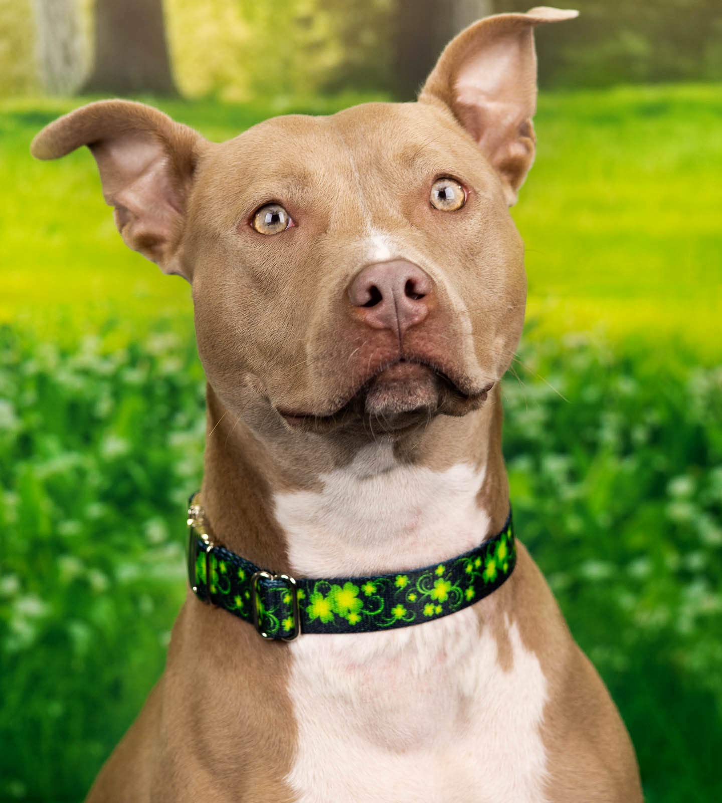 Country Brook Design - Clovers in The Wind Polyester Webbing Dog Collar - Durable & Stylish Pet Accessory for Small & Medium Dogs - Perfect for Daily Walks & Outdoor Adventures