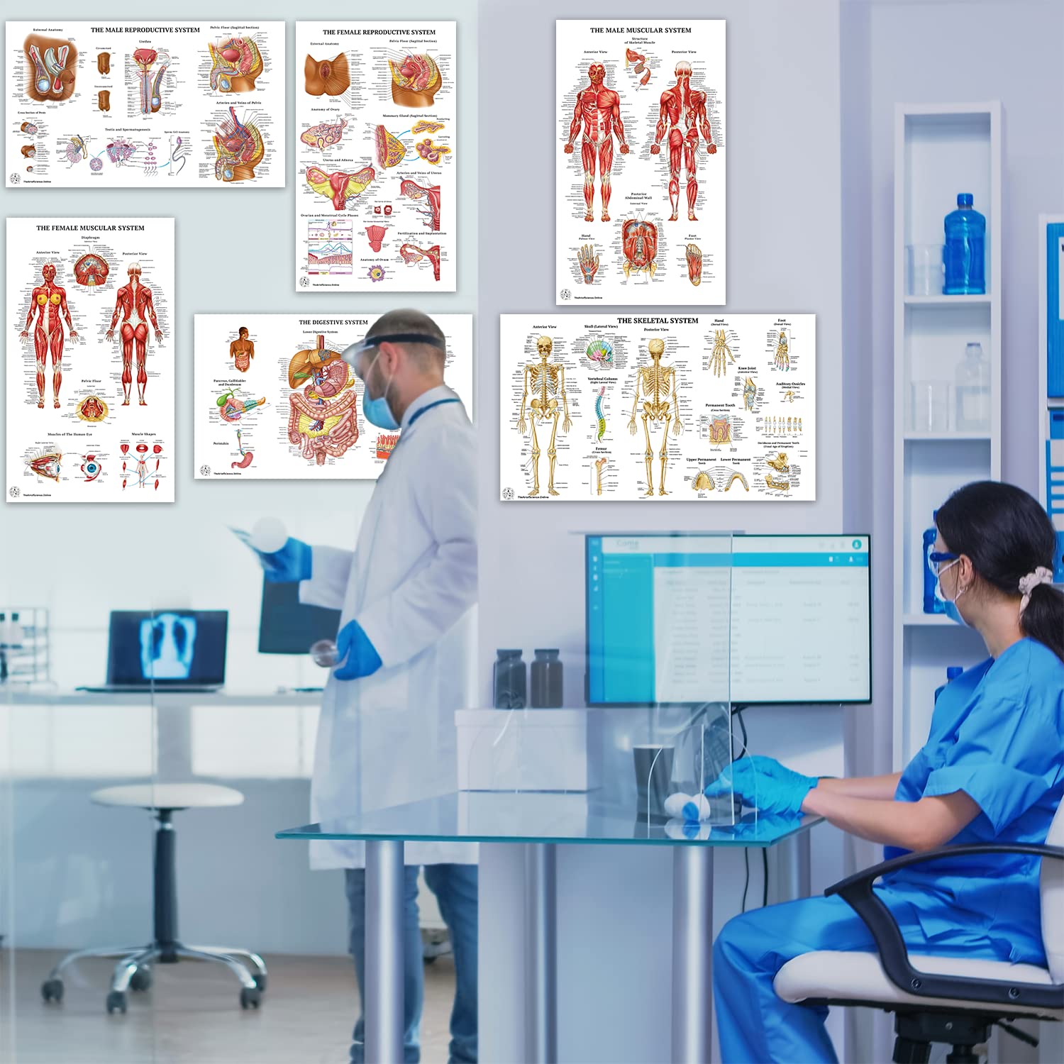 12 Pack Human Anatomy Posters - Medical Educational Charts for Circulatory, Skeletal, Muscular, Lymphatic, Nervous, Digestive, Endocrine & Respiratory Systems - Laminated 18x30 Inch Science Biology Health Posters for Classroom, Doctor Office & Home Study