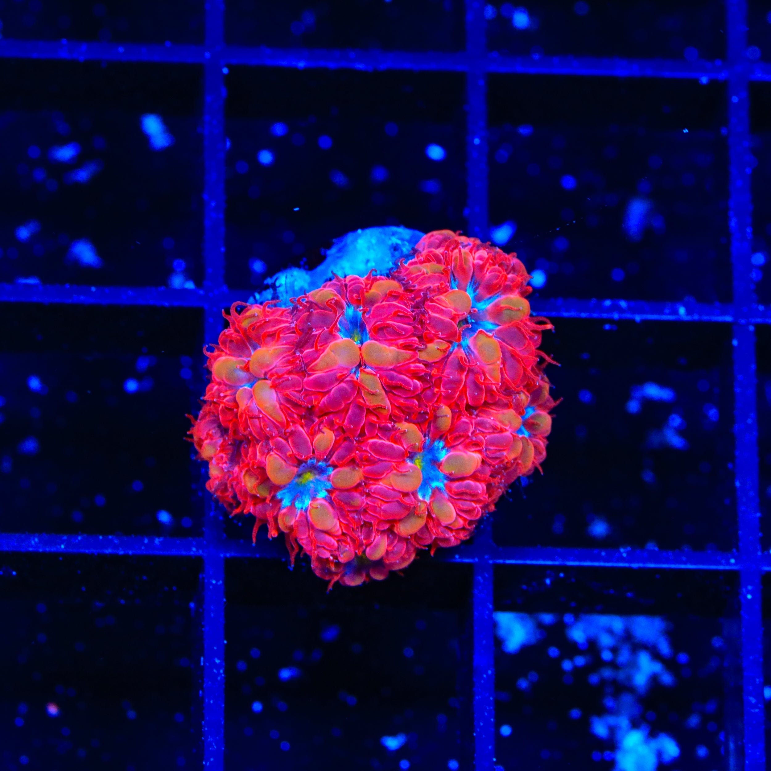 Premium Blue Raven Blastomussa Coral for Saltwater Aquariums - Vibrant LPS Coral for Reef Tanks, Nano Tanks & Marine Displays