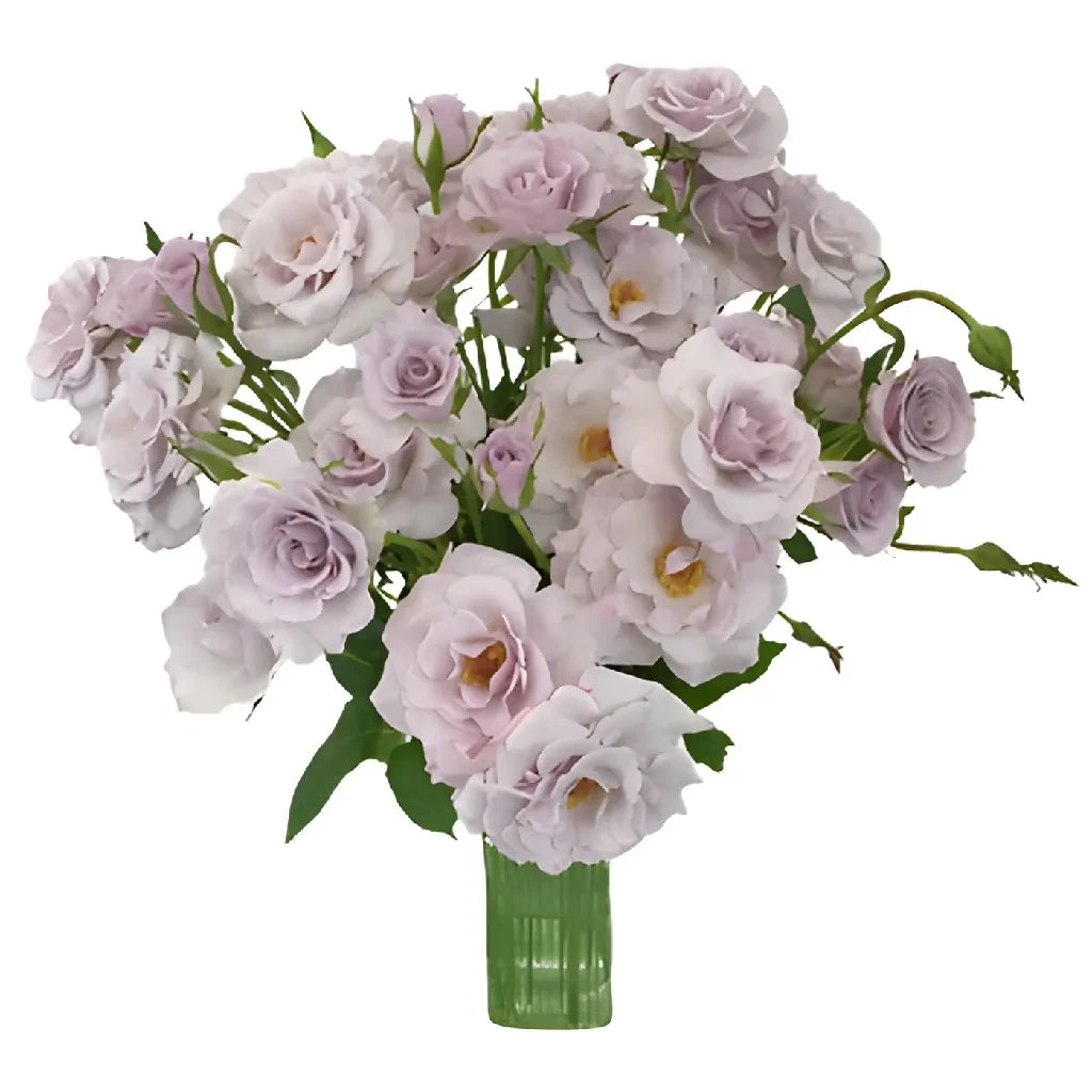 Antique Lavender Spray Roses - 50 Stems Fresh Cut Flowers for Wedding Bouquets, Home Decor, and Floral Arrangements